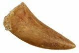 Serrated, Juvenile Carcharodontosaurus Tooth #192657-1
